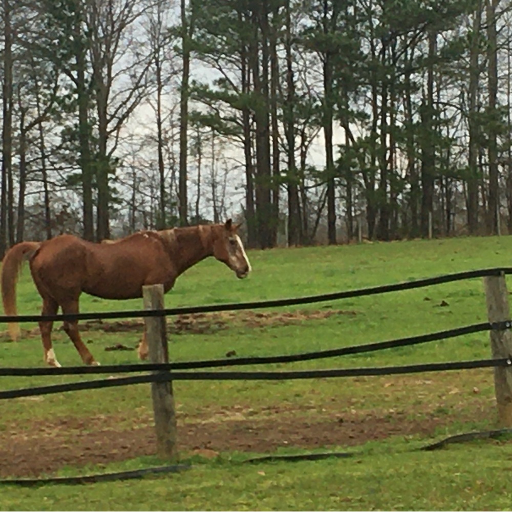 Breeches-Horseback Riding - Picture 3 of 7